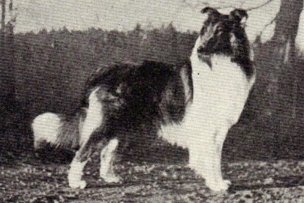 collie41.jpg