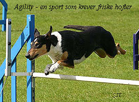 Agility er en sport som krever friske hofter og et sunt og sterkt skjelett. Foto: Svein I Engevold