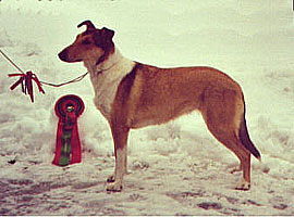 Sanni ble norsk utstillingschampion. Photo: Hilde S. Loeken