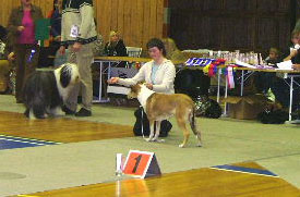 Sanni being 1BIG at Kongsberg National Show November 2004. Photo: Hilde Løken