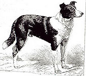 en korthåret collie fra 1890, nokså lik dagens korthårede border collies...