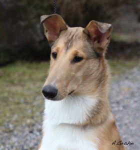 Sonne 6 months old. Photo Annemari Grøhn