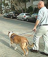 Kilde: Kings Valley Collies. Sunny under opplæring i Israel.