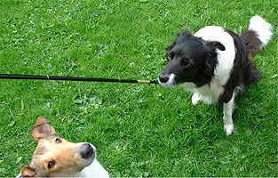 Hi mom; when is it my turn to point at the stick with my nose?